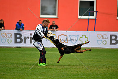 Zorra vom Steintor Rott