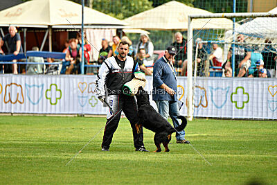 Zorra vom Steintor Rott