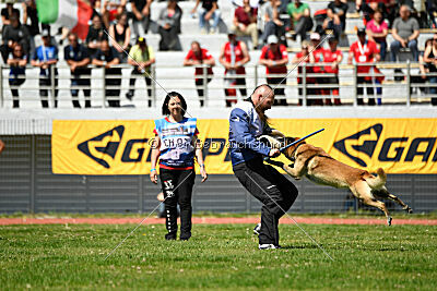 high impact Angus