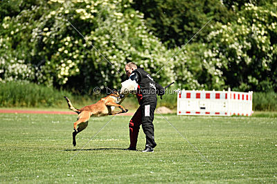 working-dog Bradana