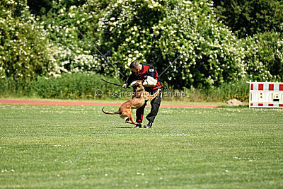 working-dog Bradana