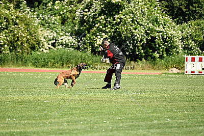 working-dog Bradana