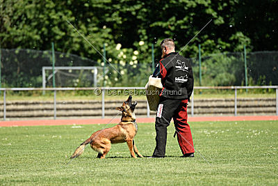 working-dog Bradana