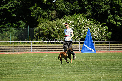 working-dog Bradana