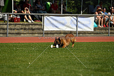 working-dog Bradana