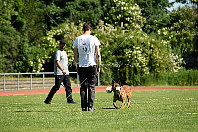 working-dog Bradana