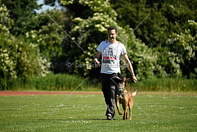 working-dog Bradana