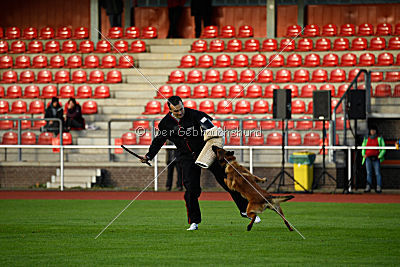 working-dog Bradana