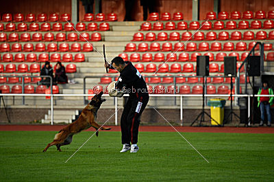 working-dog Bradana