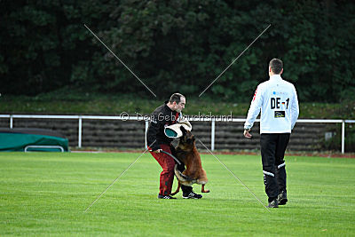 working-dog Bradana