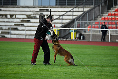 working-dog Bradana