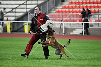 working-dog Bradana