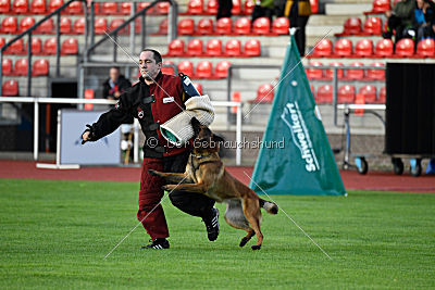 working-dog Bradana