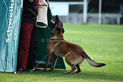 working-dog Bradana