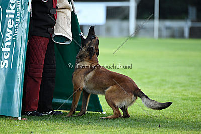 working-dog Bradana