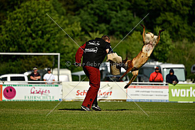 working-dog Bradana