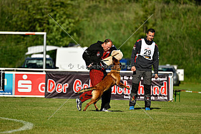 working-dog Bradana