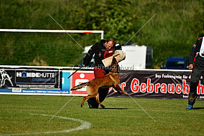 working-dog Bradana