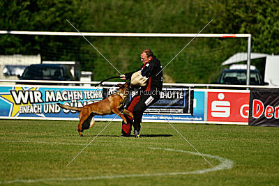 working-dog Bradana