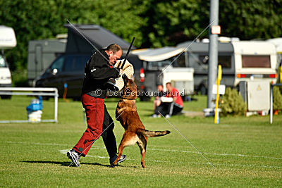 working-dog Bradana