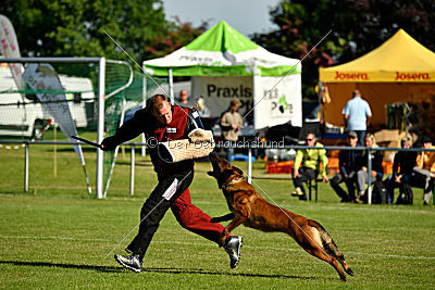 working-dog Bradana