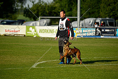 working-dog Bradana