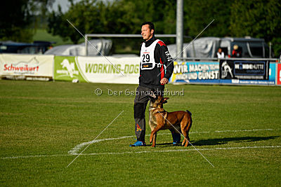 working-dog Bradana