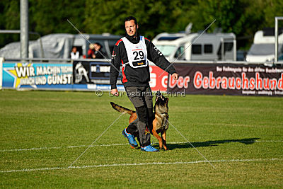 working-dog Bradana