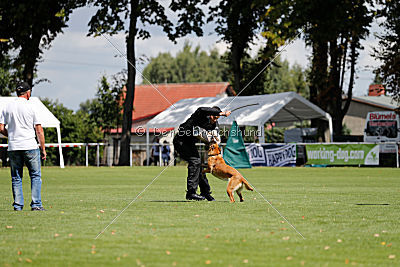 working-dog Bradana