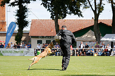 working-dog Bradana