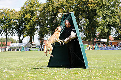 working-dog Bradana