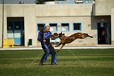 working-dog Bradana