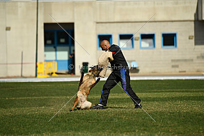 working-dog Bradana