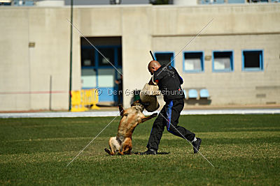 working-dog Bradana