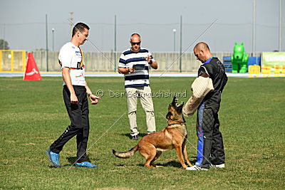 working-dog Bradana