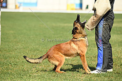 working-dog Bradana