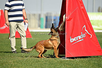 working-dog Bradana