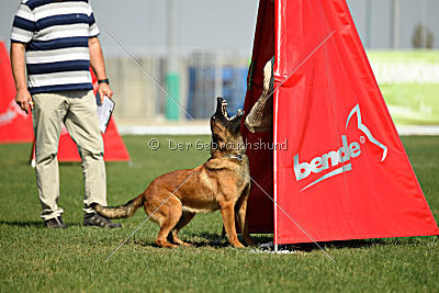 working-dog Bradana