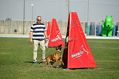 working-dog Bradana