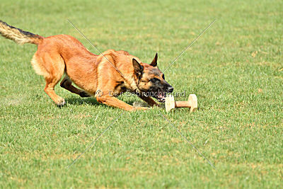 working-dog Bradana