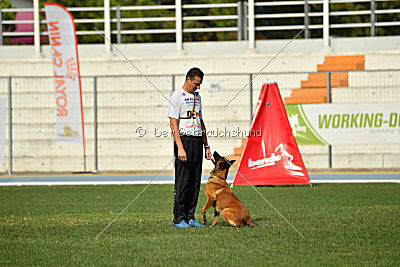 working-dog Bradana