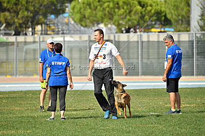 working-dog Bradana