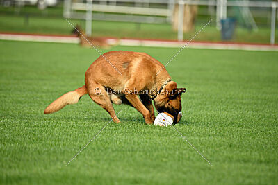 working-dog Esh