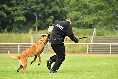 working-dog Esh