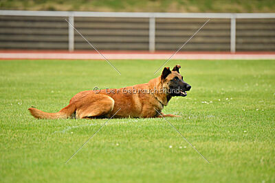 working-dog Esh