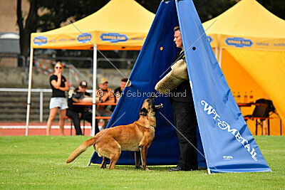 working-dog Esh