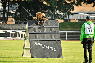 working-dog Esh