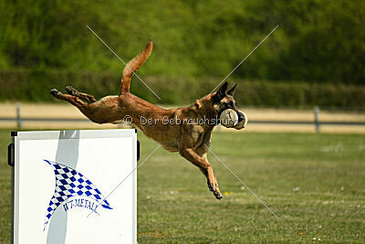 working-dog Fiffi