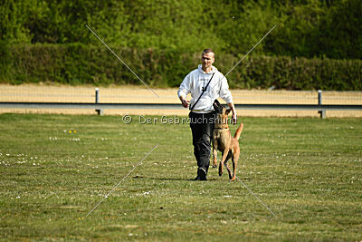 working-dog Fiffi