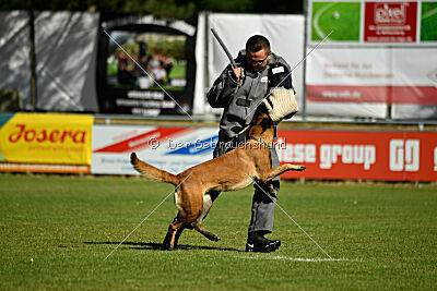 working-dog Frieda